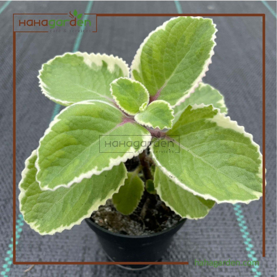 Variegated Indian Borage/...