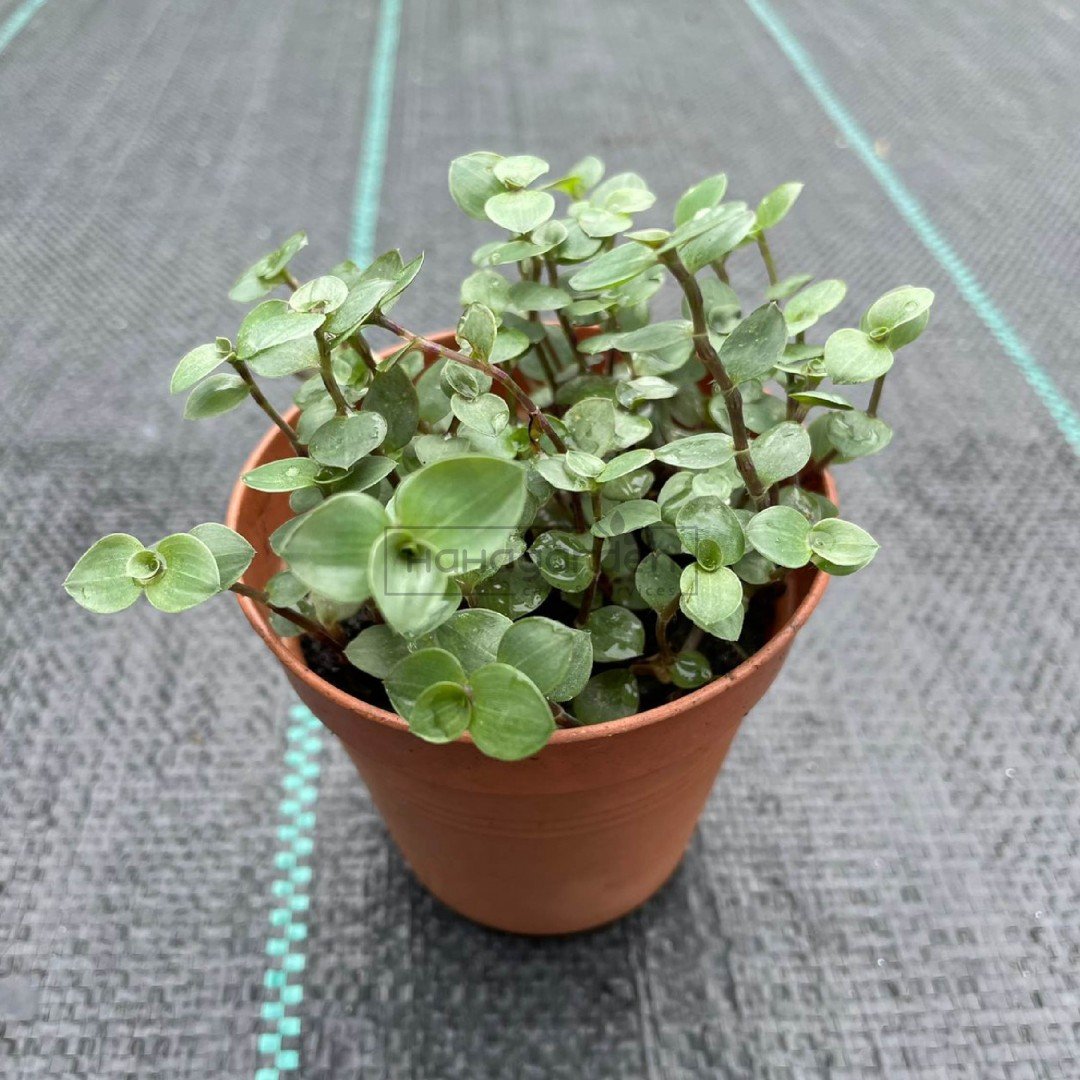 Callisia Repens Green/...