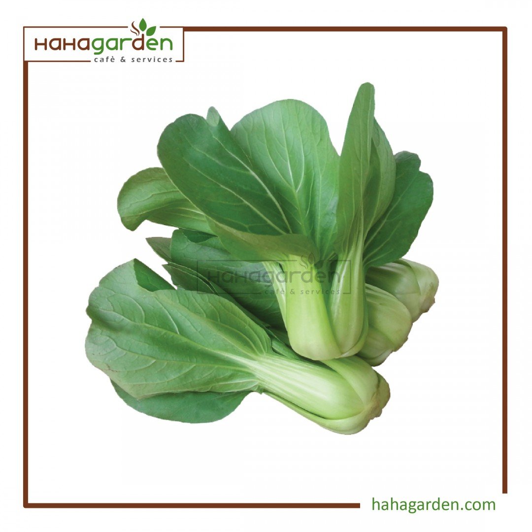 5 Gram Dwarf Type Pak Choy/...