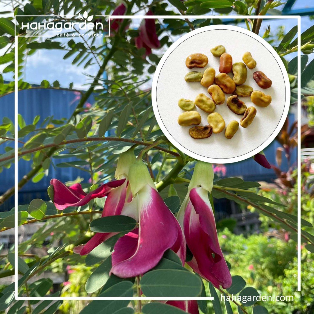 Biji Benih Pokok Turi...