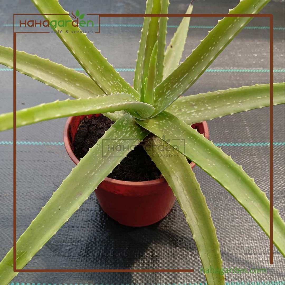Aloe Vera Plant/ Pokok Lidah Buaya(LIVE PLANT)