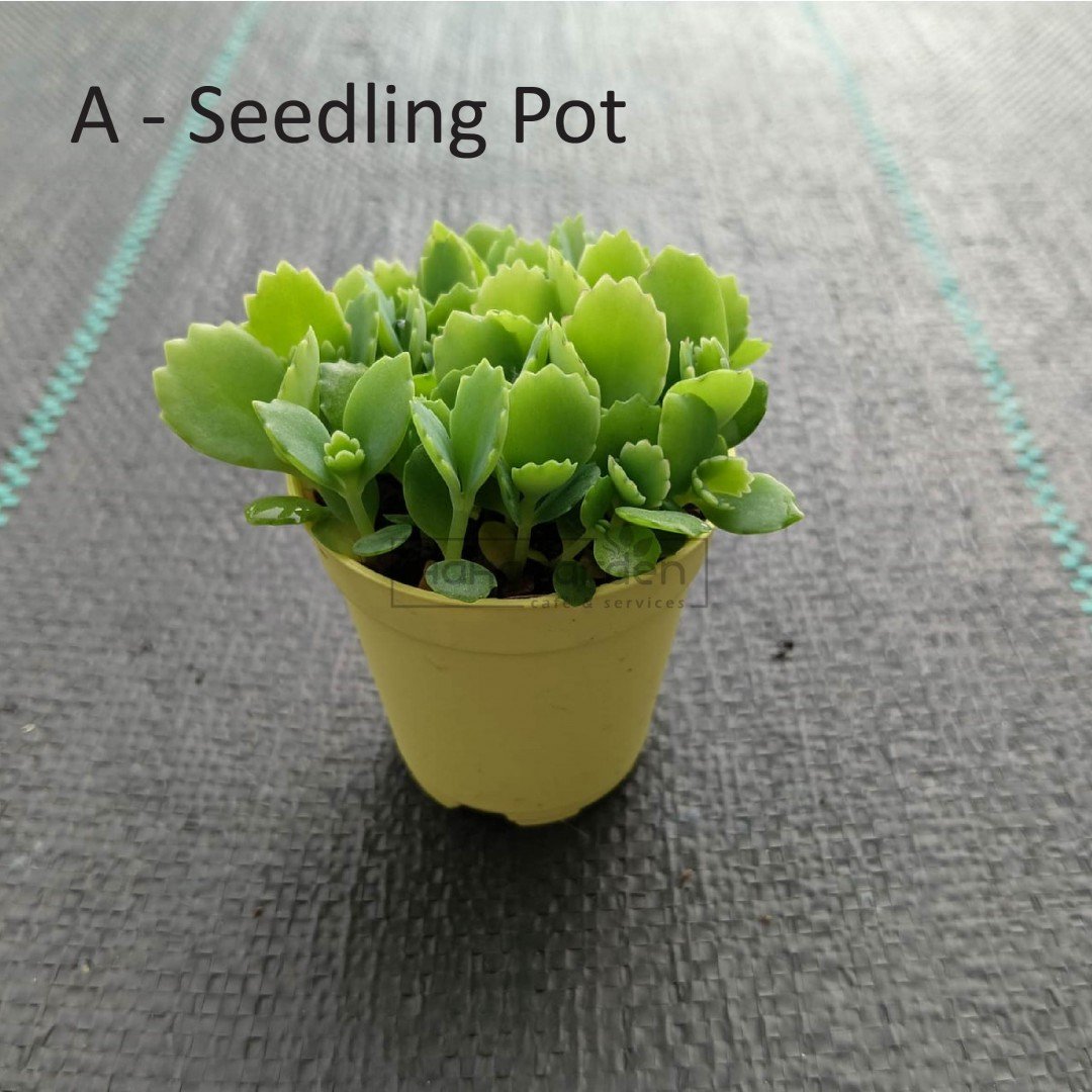 Mother of Thousands/...