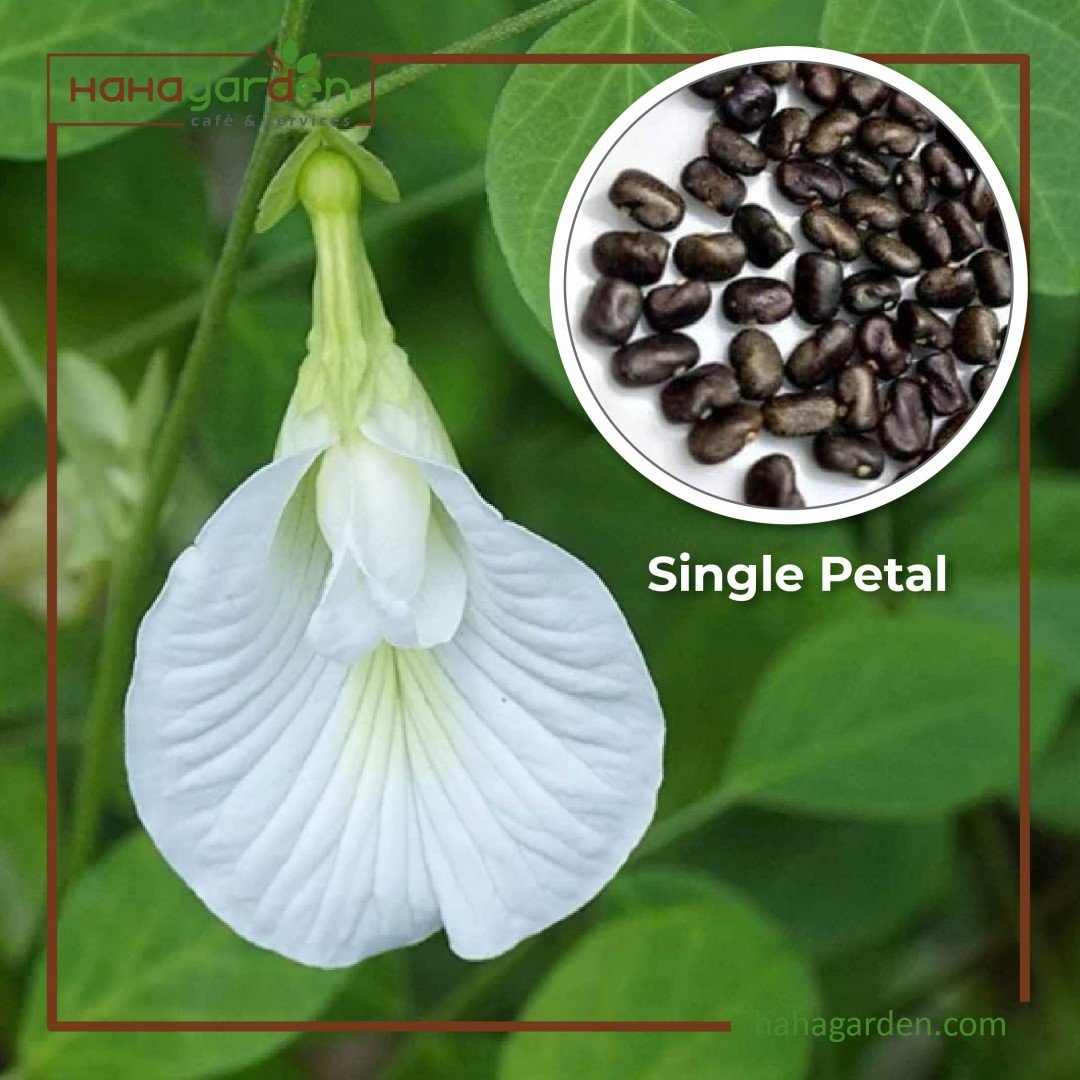20pcs White Butterfly Pea...