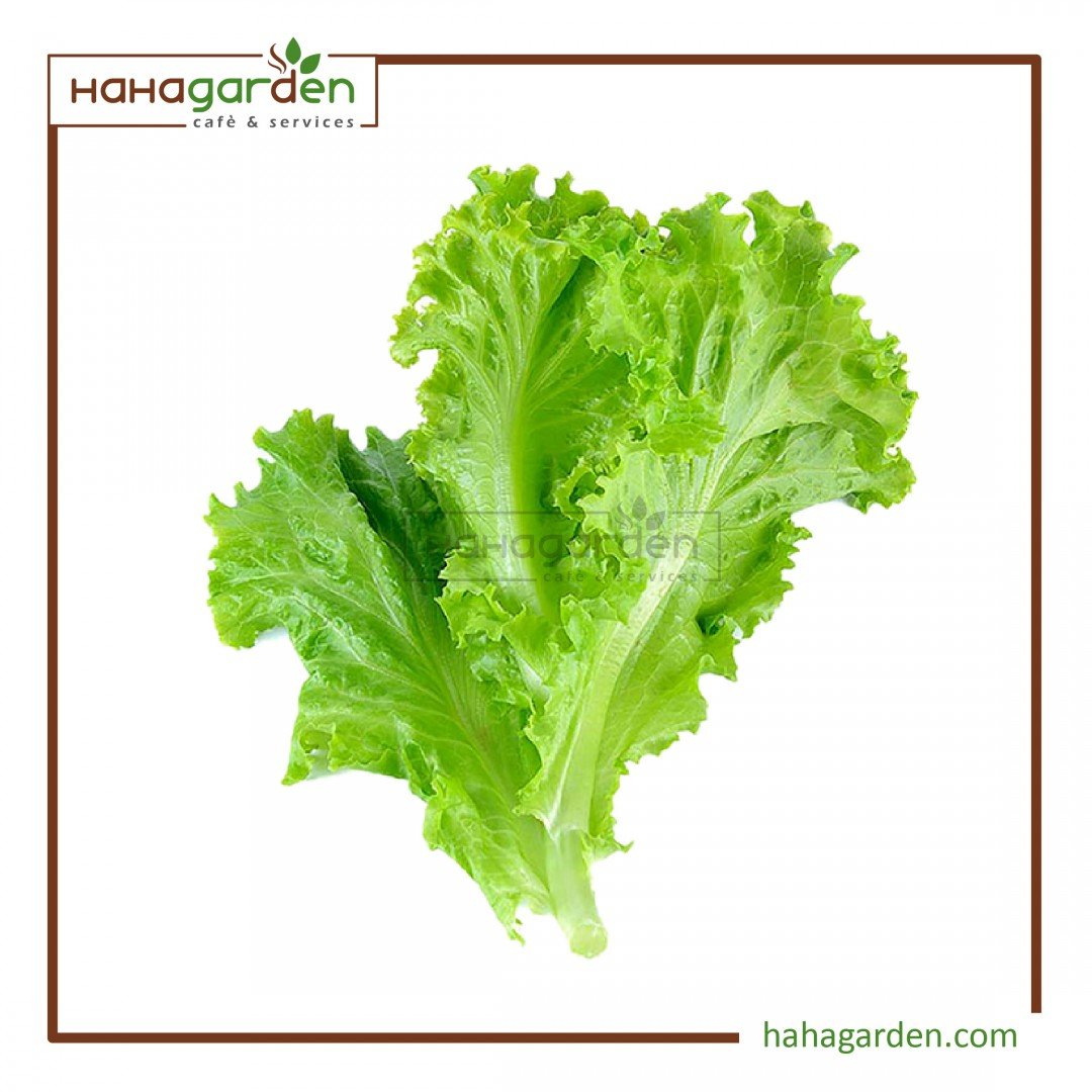 3 Gram Salad/ Lettuce...