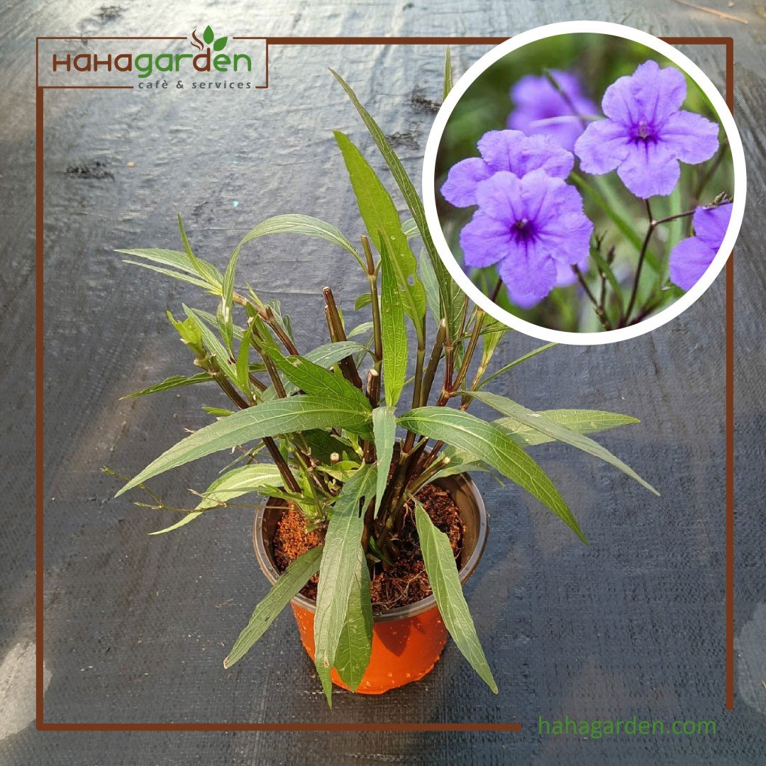 Anak Pokok Bunga Ruellia...