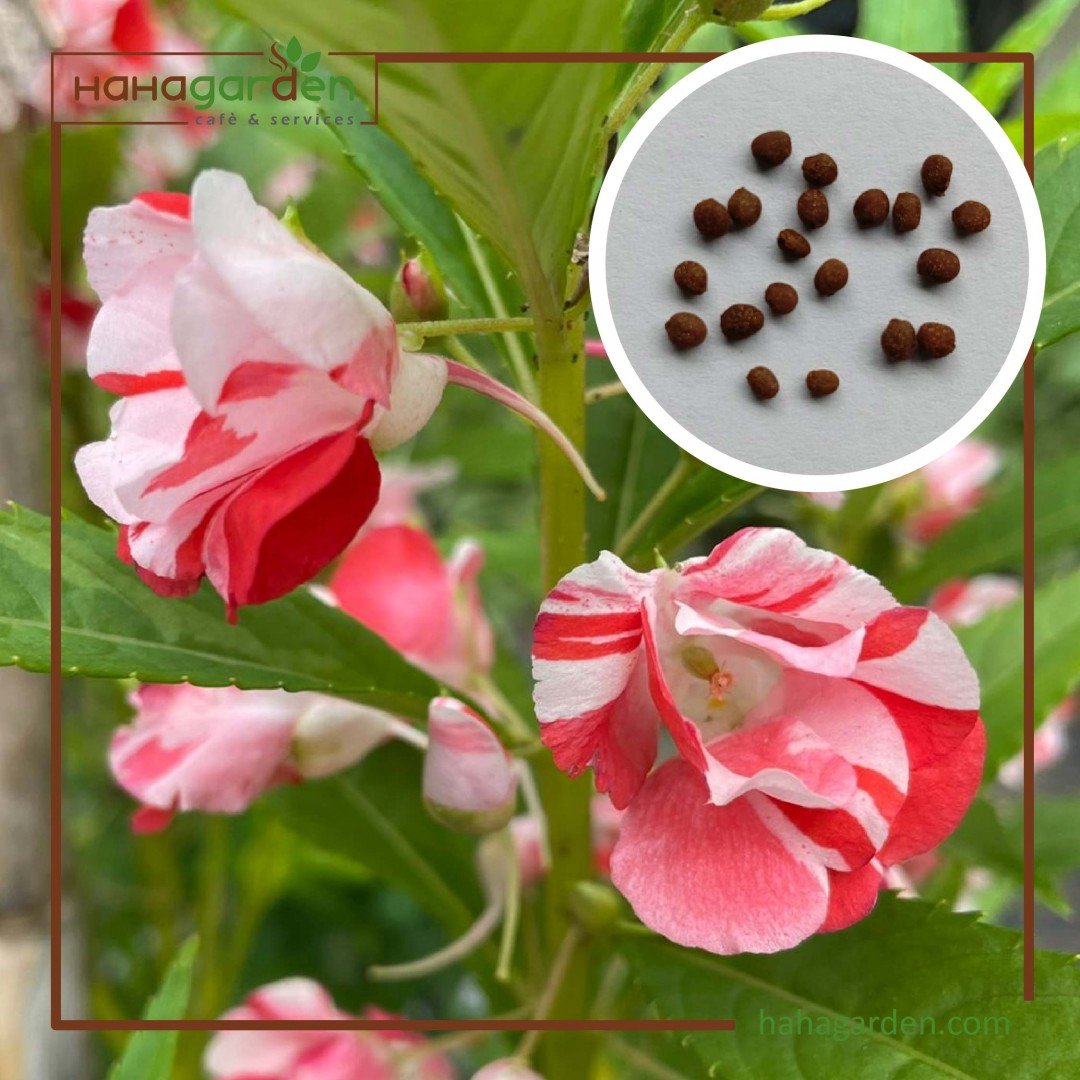 Biji Benih Bunga Keembung/...