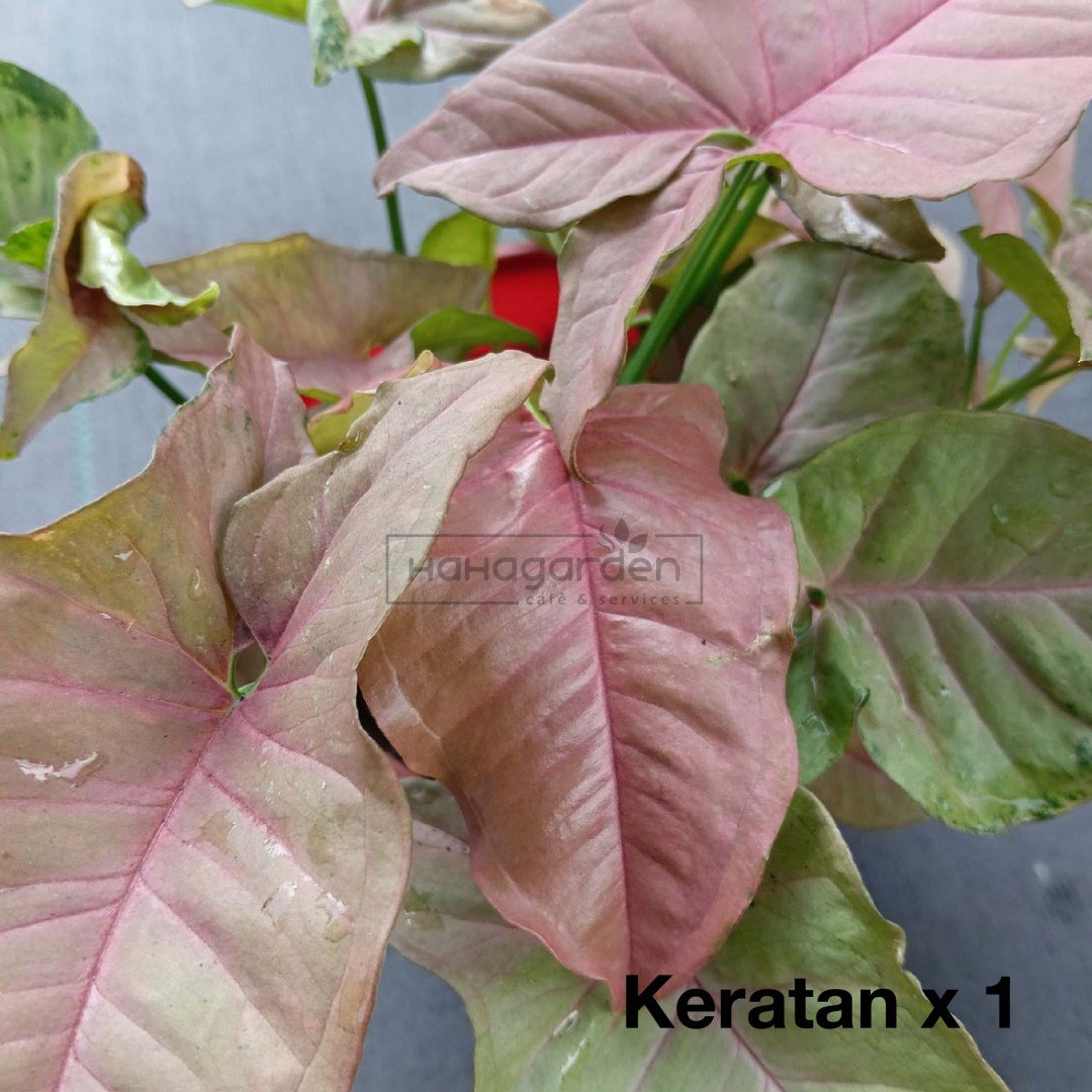 Syngonium Pink - Cutting/...