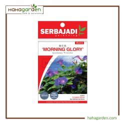 Serbajadi Seeds Morning...