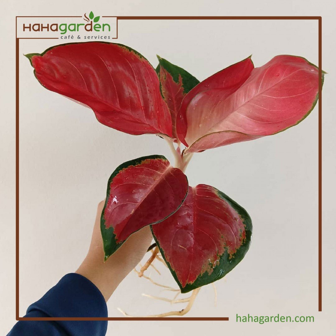Keratan Aglaonema Red Star/...