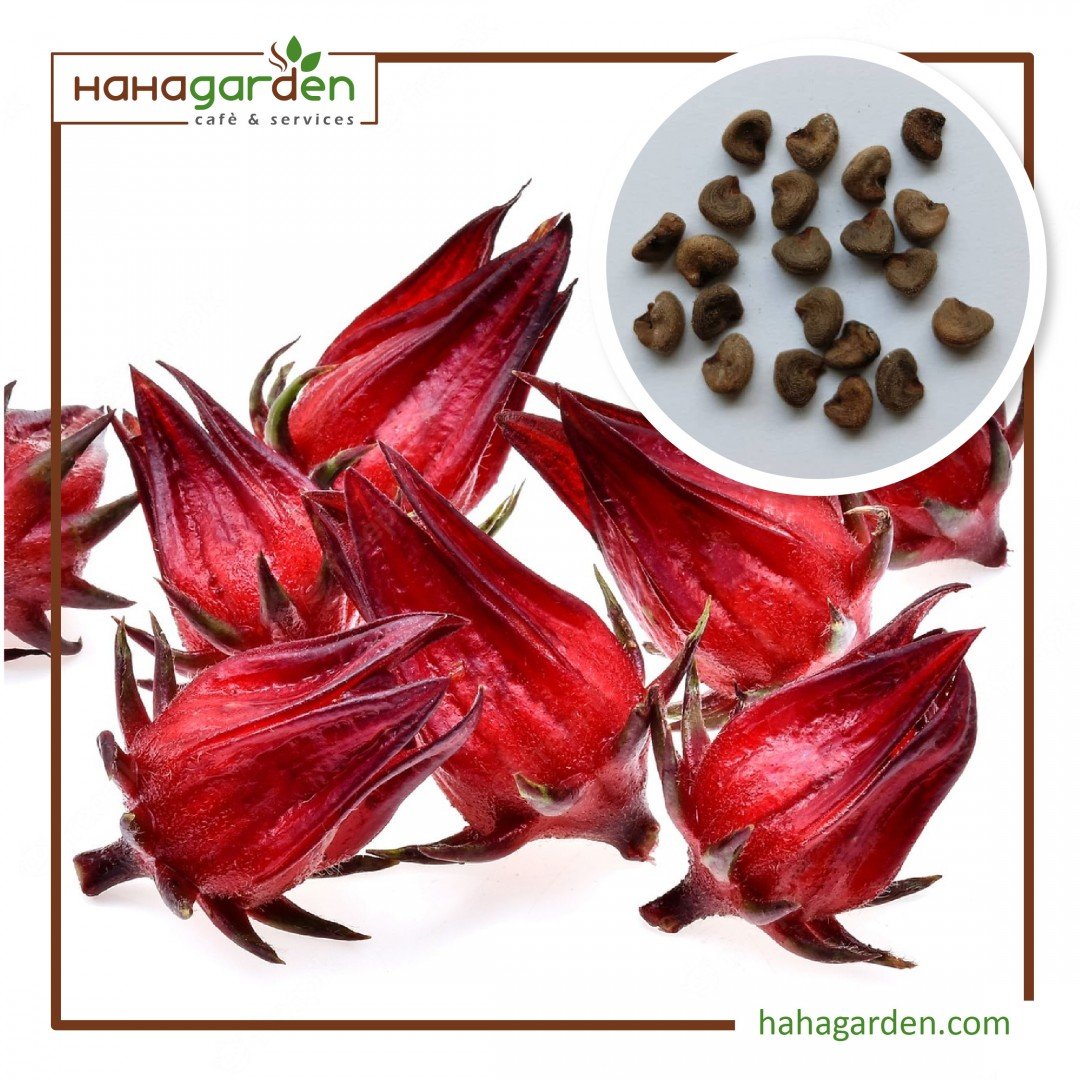 Biji Benih Roselle/Red...