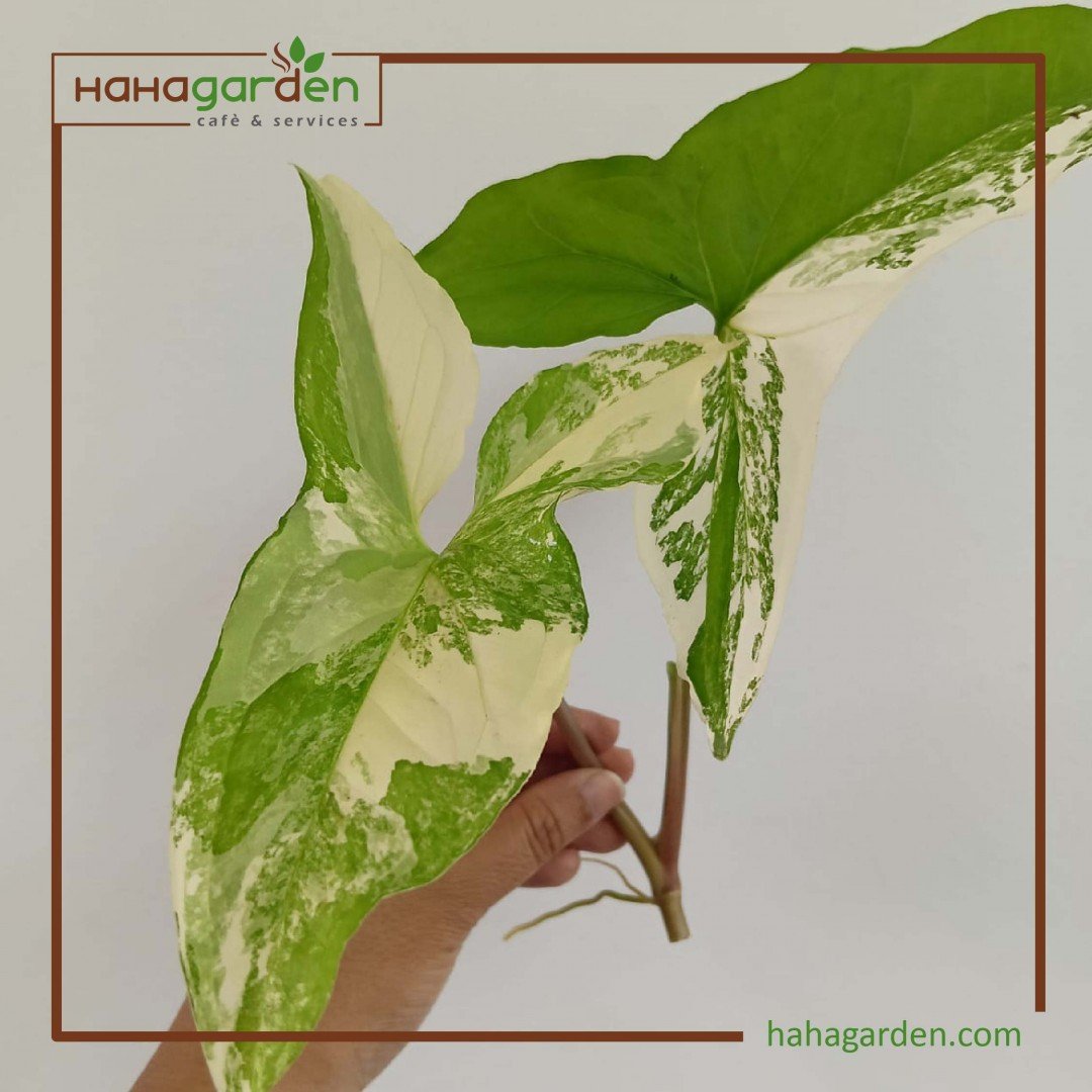 Keratan Syngonium Albo...