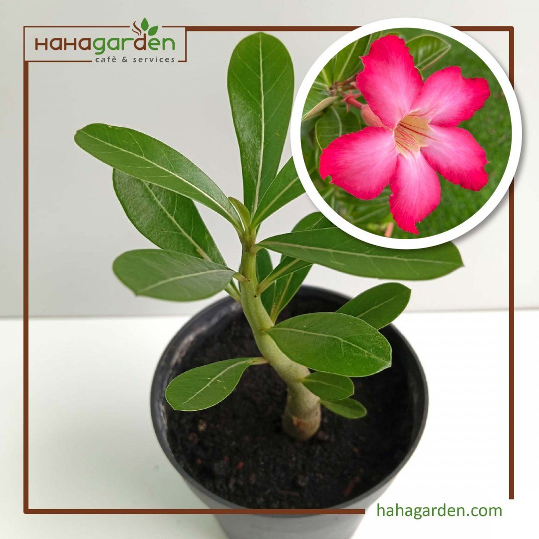 Adenium/ Adenium Potted...