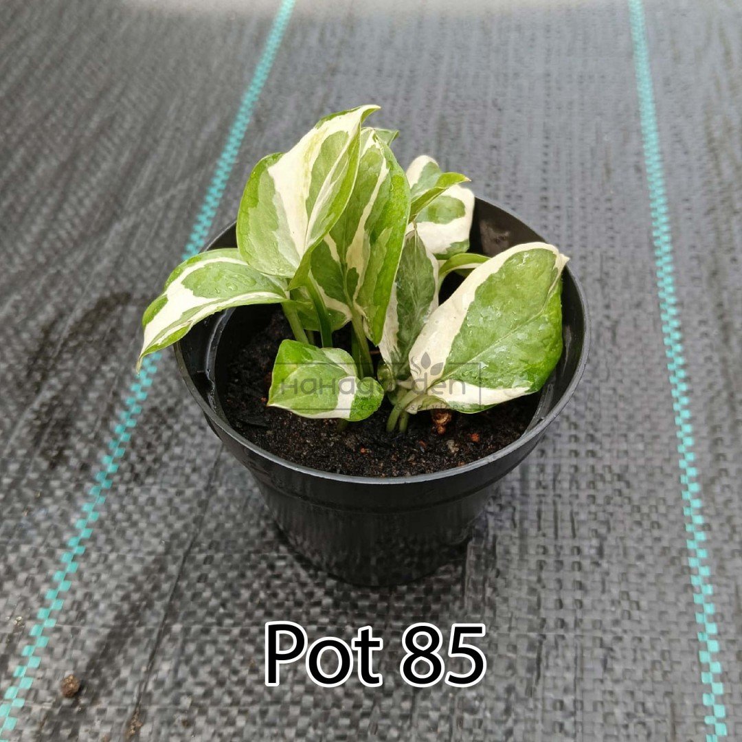 Money Plant/Pothos...