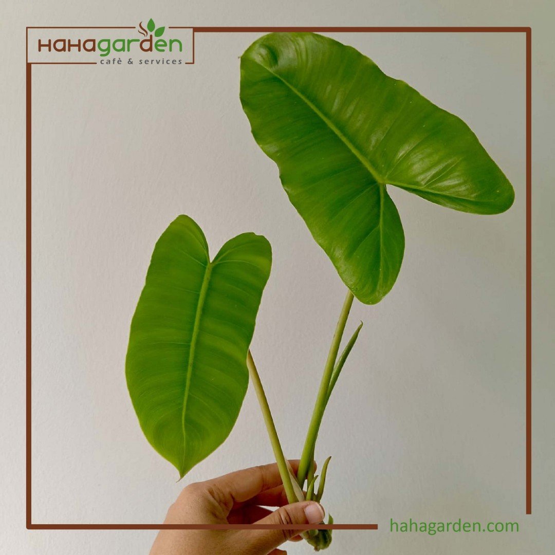Philodendron Burle Marx...