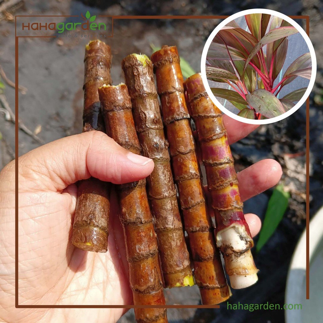 Keratan Mini Pokok Jenjuang...