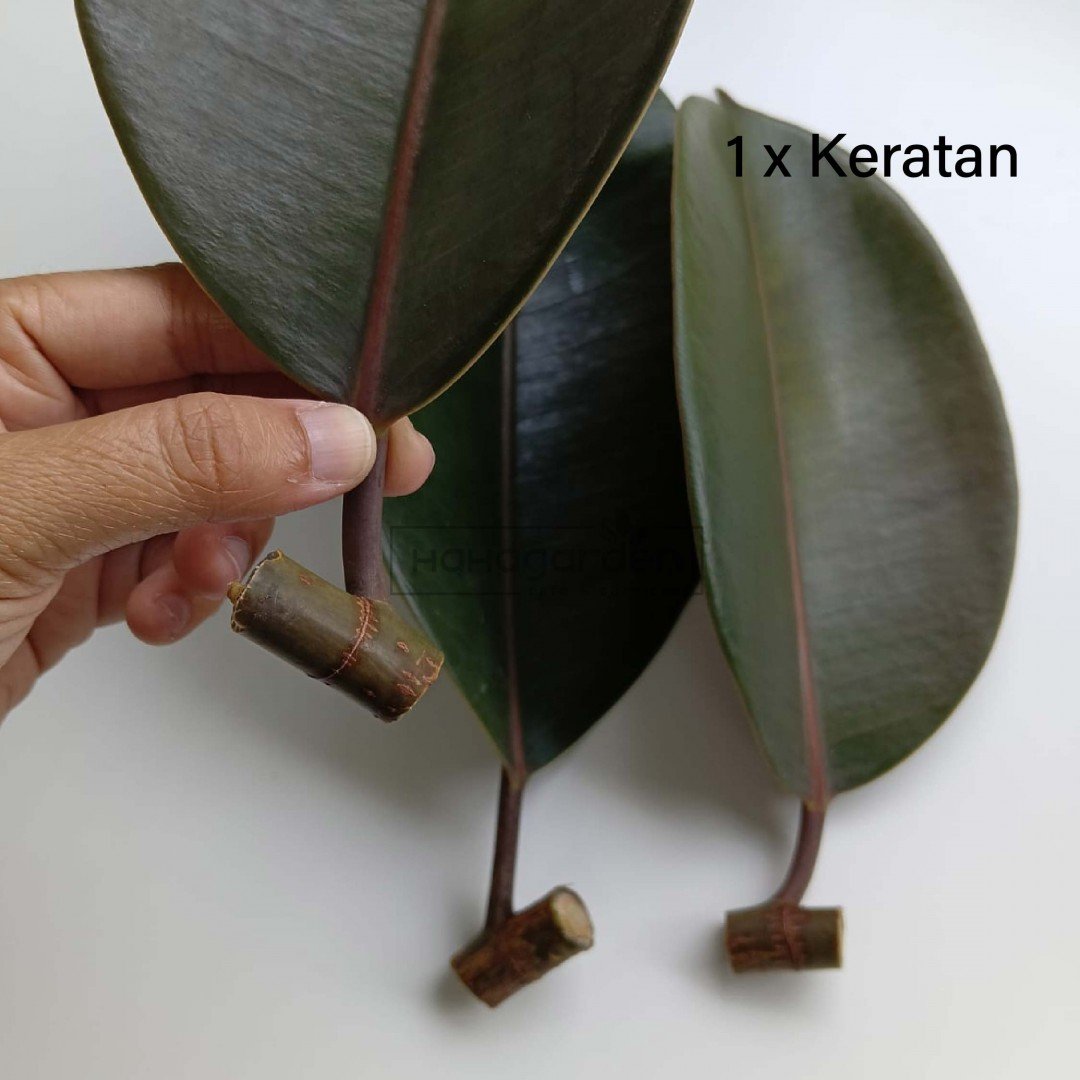 Rubber Tree Stem Cutting No...