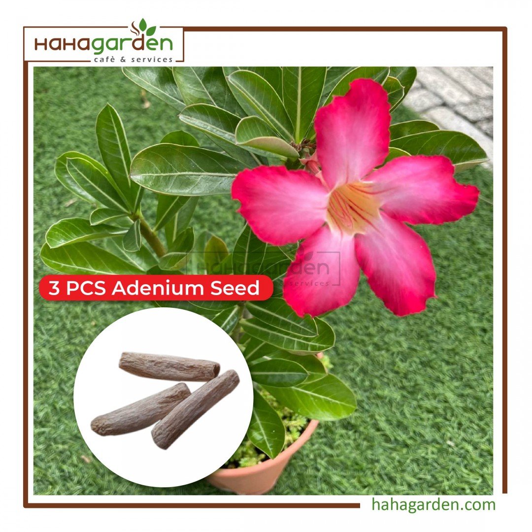 3pcs Adenium Seed/ Biji...